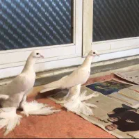 آغ پارپالی|پرنده|تبریز, |دیوار