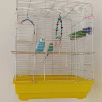 فروش مرغ عشق همراه باقفس