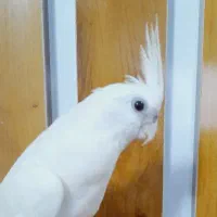 عروس هلندی آلبینو ماده