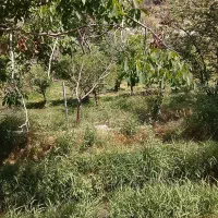 گردو زنی و اجاره گردو
