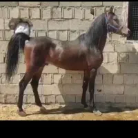 فروش اسب نریان|اسب و تجهیزات اسب‌سواری|ایلام, |دیوار