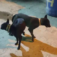 مالینویز بلک