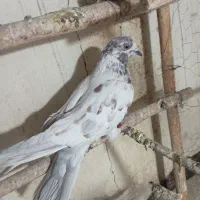 کفتر|پرنده|قم, مهر آباد|دیوار