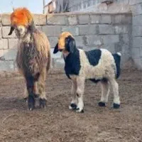 فروش ویژه ۳۸ جفت میش ترکی جوان و شیشک قوچ