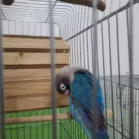 فروش طوطی برزیلی|پرنده|تهران, یافت‌آباد|دیوار