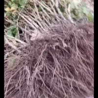 نهال انگور بیدانه