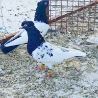 کفتر سینه قهوای کله سیاه هوای