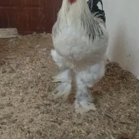 جوجه برهما لایت اصل اصل مرغ  و خروس برهما|حیوانات مزرعه|مشهد, رسالت|دیوار