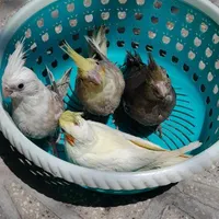 عروس هلندی سرلاکی|پرنده|بروجرد, |دیوار