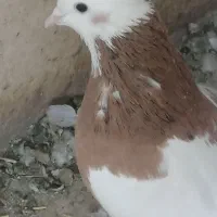 کبوتر طوقی|پرنده|اسدآباد, |دیوار