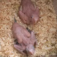 جوجه عروس هلندی