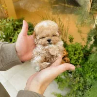 فانتزی|سگ|زاهدان, |دیوار