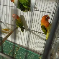 طوطی برزیلی گلد|پرنده|سمنان, |دیوار