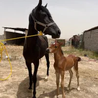 اسب و کره
