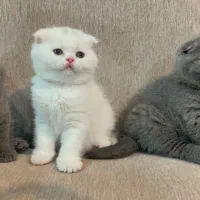 بچه گربه های پرشین اسکاتیش بریتیش زیبا|گربه|آبادان, |دیوار