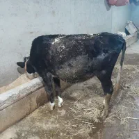 لیشه سوپر شیر صنعتی|حیوانات مزرعه|رودبار, |دیوار