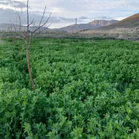 باغچه ۱۰۰۰ متری با درختان ۱ و ۲ ساله
