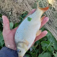 بچه آمور ماهی کپور|ماهی|گرگان, |دیوار