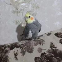 عروس هلندی|پرنده|کرج, حصارک بالا|دیوار