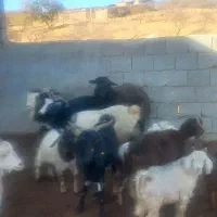 فروش بز و بزغاله