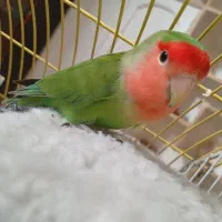 کوتوله برزیلی|پرنده|شیراز, سینما سعدی|دیوار