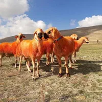 مغان نژاد خوب ایران عرضه فقط دامداری شهران|حیوانات مزرعه|تهران, نیروی هوایی (پیروزی)|دیوار
