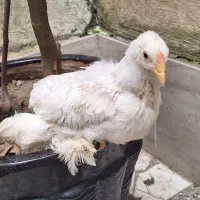 نیمچه برهما