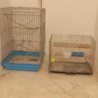 عروس هلندی و طوطی برزیلی و قفس کاسکویی|پرنده|خوی, |دیوار