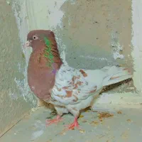 کفتر کله|پرنده|تربت جام, شاهد|دیوار