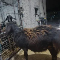 بره نر چاق