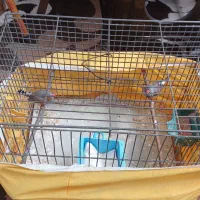 دوپرنده فنچ همراه با قفس