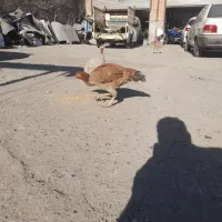 مرغ لاری زینتی|پرنده|اسلام‌شهر, شهرک لاله|دیوار