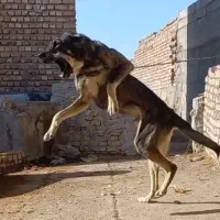 واگذاری سگ خراسانی نگهبان و گلگی