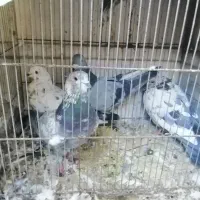 کفتر یاکبوتر|پرنده|قم, لبچال|دیوار