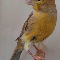 قناری ماده آماده اوپال زیتونی دارچینی