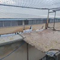 یال زرو و یال قهوه ای گلدار