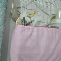 یک جفت قناری ویک عدد ماده|پرنده|محمدیه-قزوین, |دیوار