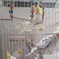 عروس هلندی حراج ،مفت مفت|پرنده|مشهد, شهرک ابوذر|دیوار
