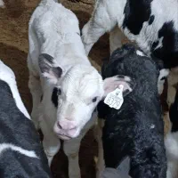 گوساله نر شیرخوار ۱۵ روزه