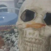 ماهی زیبا|ماهی|سنندج, |دیوار