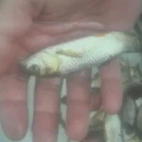 فروش بچه ماهی پرورشی