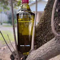 تولیدو پخش روغن زیتون ارگانیک|عمدهفروشی|رشت, منظریه|دیوار