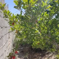 باغچه 600 متری زیر قیمت