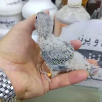 گرینچیک|پرنده|اندیشه, اندیشه فاز ۳|دیوار