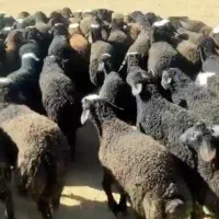 شراکت وسرمایه گذاربرای پرواربندی بره