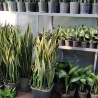 گل های آپارتمانی|گل و گیاه طبیعی|ری, بازار گل خاوران|دیوار