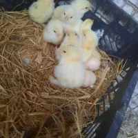 انواع جوجه برهما و مرغ خروس