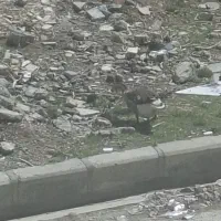 قوغاز چاق  تخم گذار