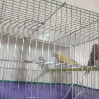 قناری|پرنده|کرمان, |دیوار