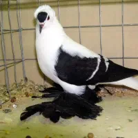 سوالا کبوتر تزیینی